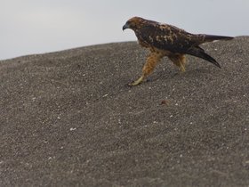 galapagos_revisited_part_5