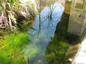 palm-canyon-2009
