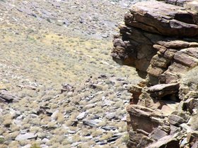 palm-canyon-2011