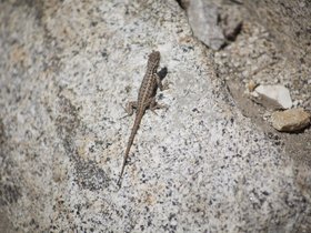 Top-of-the-Tram-May-2007