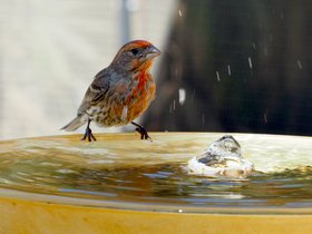 Birds-at-Geek-Hill