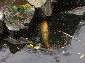 Koi-Pond