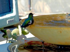 More-Hummingbirds