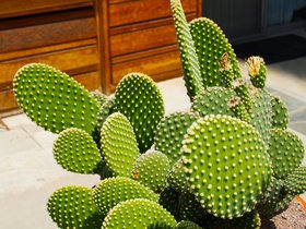 Succulents