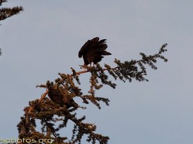 Turkey-Vultures