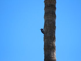 Birds at Geek Hill