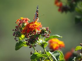 Butterflies at Geek Hill
