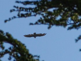 Turkey Vultures