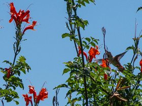 more hummingbirds