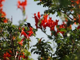 more_hummingbirds